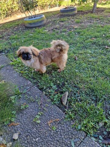 3 FETITE PEKINESE