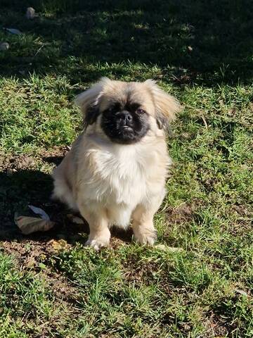 3 FETITE PEKINESE