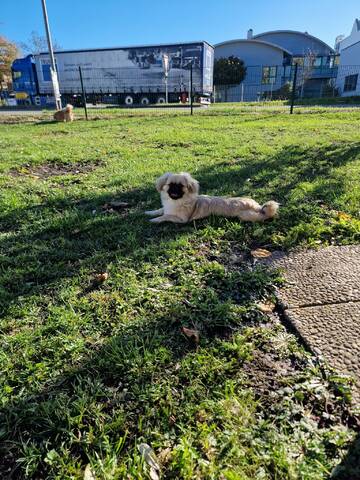 3 FETITE PEKINESE