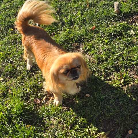 3 FETITE PEKINESE