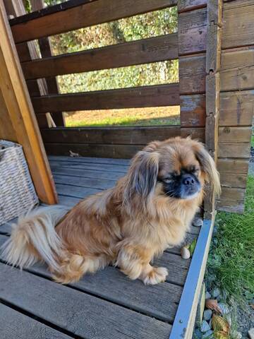 3 FETITE PEKINESE