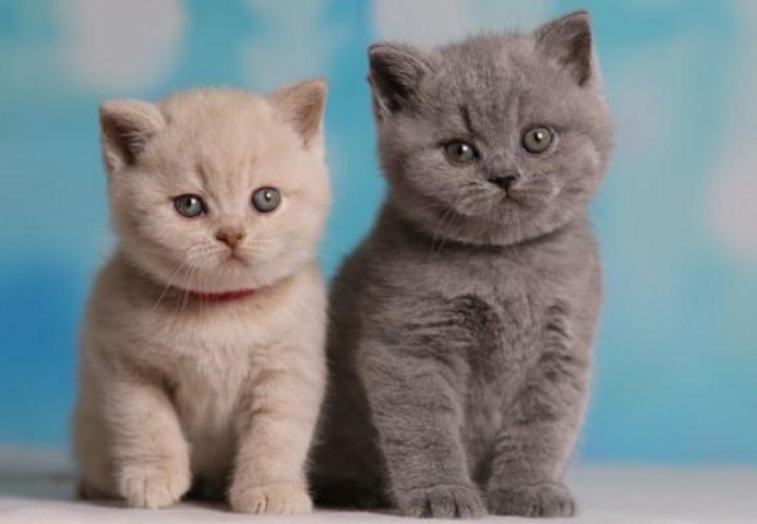 Traumhafte Britisch Kurzhaar (BKH) Katzenkinder mit Papieren