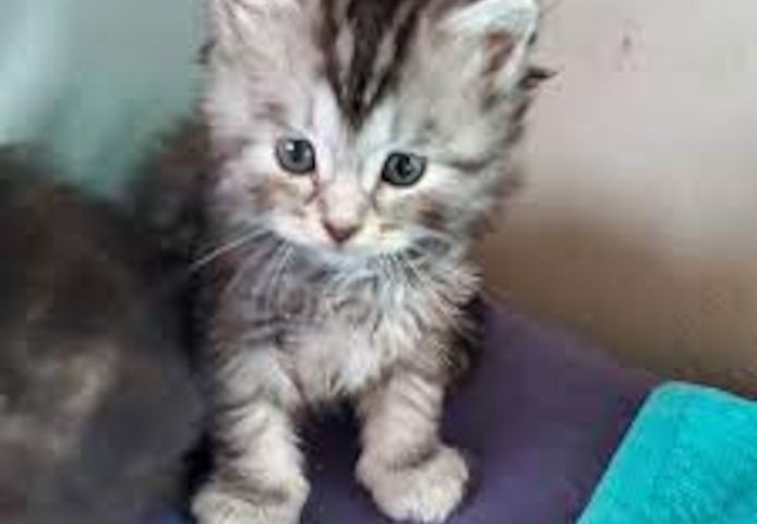 Reinrassige Bengal Katzen