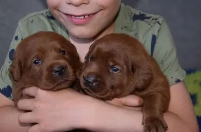Exclusive Labrador Welpen mit Papieren