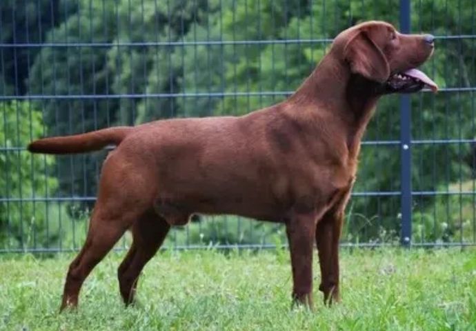 Exclusive Labrador Welpen mit Papieren