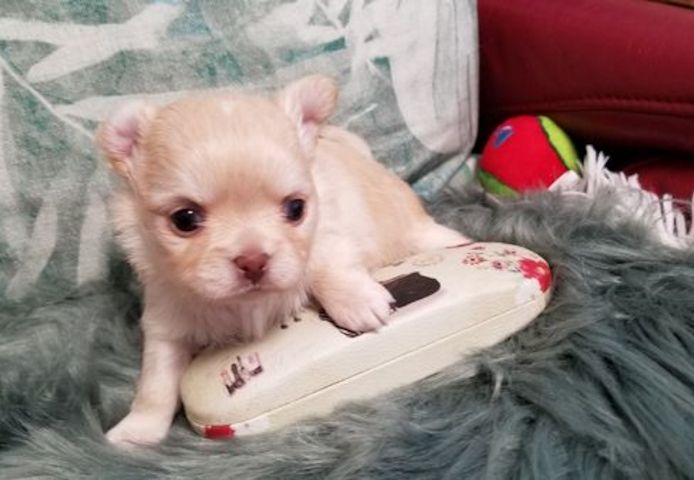 Exclusive Chihuahua Welpen Zu Verkaufen