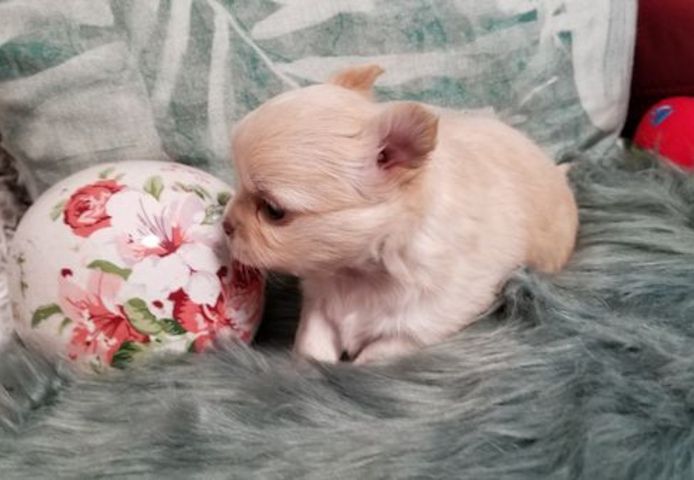Exclusive Chihuahua Welpen Zu Verkaufen