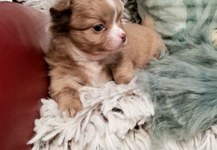 Exclusive Chihuahua Welpen Zu Verkaufen