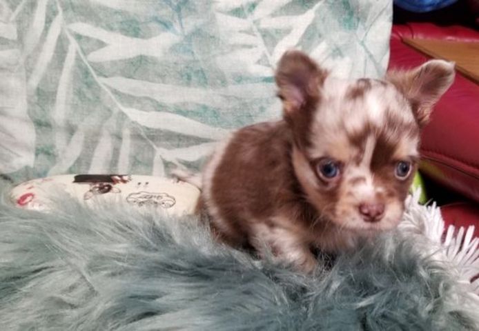 Exclusive Chihuahua Welpen Zu Verkaufen
