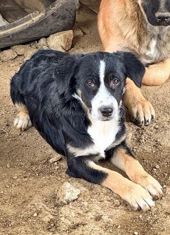 Welpe Scooby (Auch Pflegestelle gesucht)