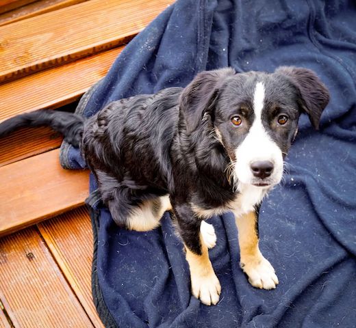 Welpe Scooby (Auch Pflegestelle gesucht)