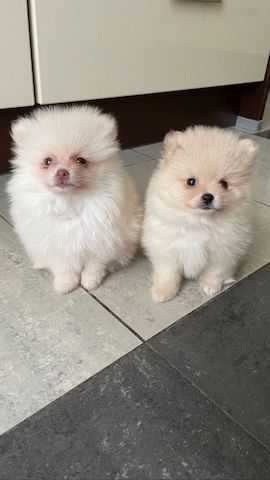 Traumhafte Zwergspitz/ Pomeranian mini Welpen