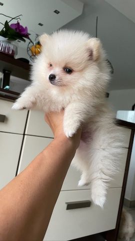 Weihnachten MINI POMERANIAN ZWERGSPITZ BOO WELPEN ZUM VERSCHENKEN.