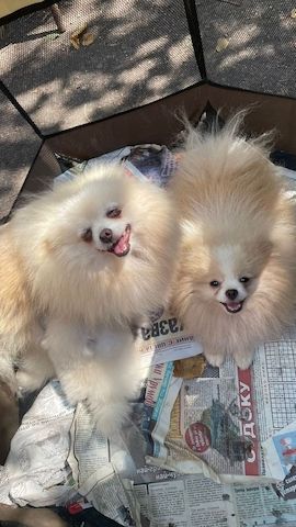 Weihnachten MINI POMERANIAN ZWERGSPITZ BOO WELPEN ZUM VERSCHENKEN.