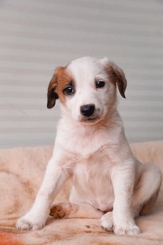 Welpe Felice (Bald auf Pflegestelle in Deutschland)