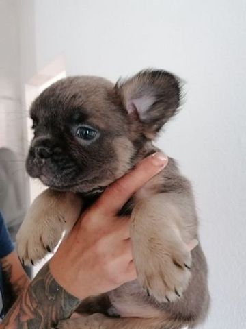 Französische Bulldoggen Welpen suchen dich !