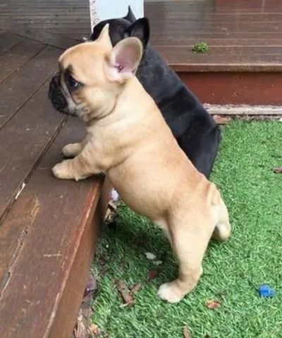 Französische Bulldoggen Welpen suchen dich !
