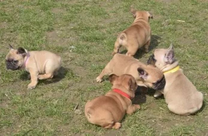 Französische Bulldoggen Welpen suchen dich !
