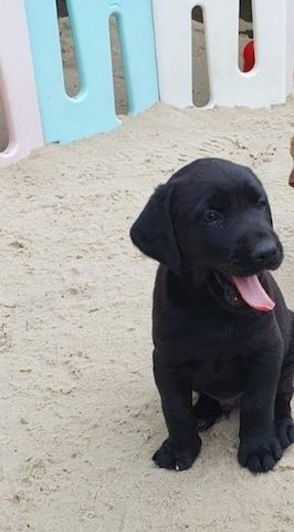 Labrador welpen