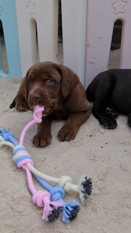Labrador welpen