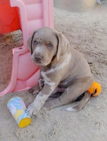 Labrador welpen