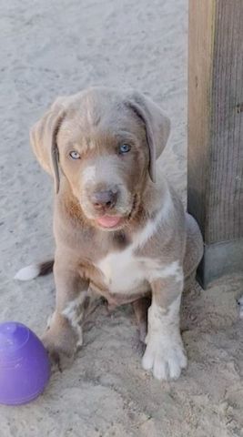 Labrador welpen