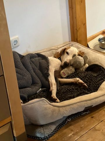 Monty (Schon auf Pflegestelle in Deutschland)