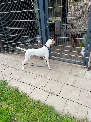 Monty (Schon auf Pflegestelle in Deutschland)