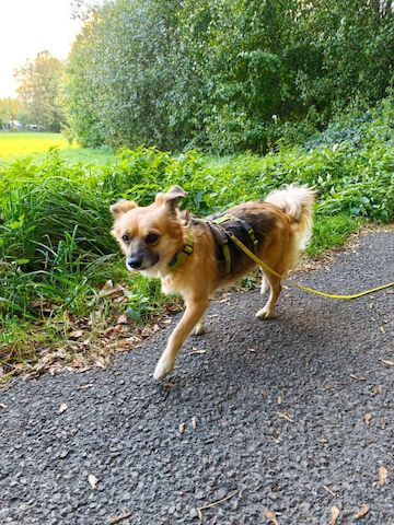 Polly (Schon auf Pflegestelle in Deutschland)