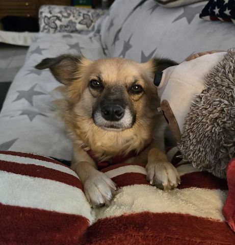 Polly (Schon auf Pflegestelle in Deutschland)
