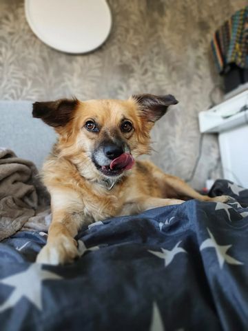 Polly (Schon auf Pflegestelle in Deutschland)