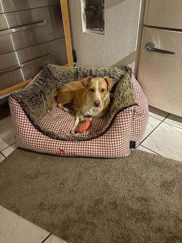 Enrique (Schon auf Pflegestelle in Deutschland)