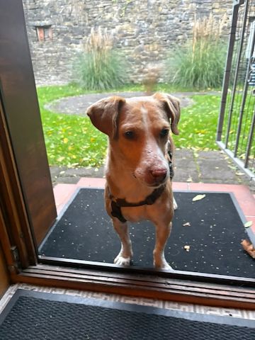 Enrique (Schon auf Pflegestelle in Deutschland)