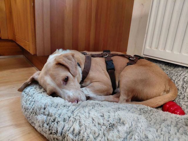 Enrique (Schon auf Pflegestelle in Deutschland)