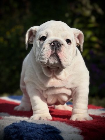 Niedliche Bulldoggen-Kinder suchen liebevolle Menschen