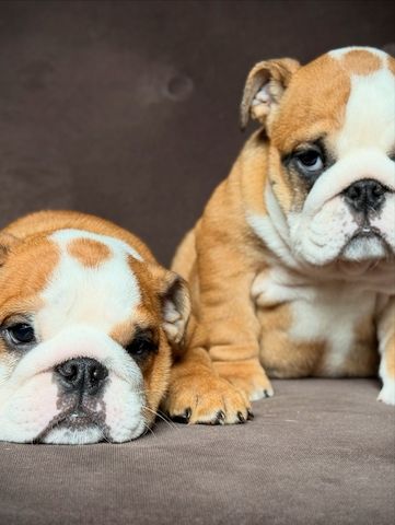Zauberhafte Bulldoggen-Babys möchten die Welt entdecken