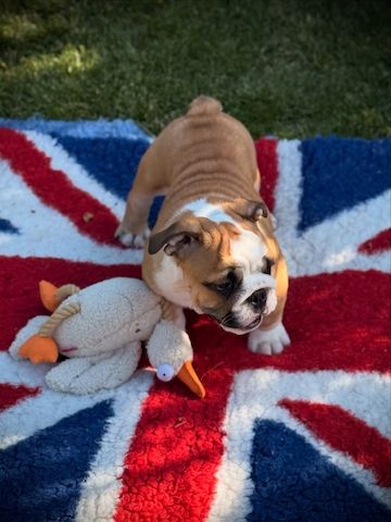 Liebevolle Englische Bulldoggen-Welpen suchen ihre Menschen ❤️