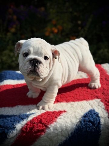 Liebevolle Englische Bulldoggen-Welpen suchen ihre Menschen ❤️