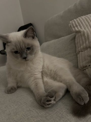 Wunderschöner Kater abzugeben