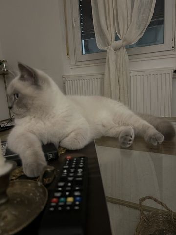 Wunderschöner Kater abzugeben