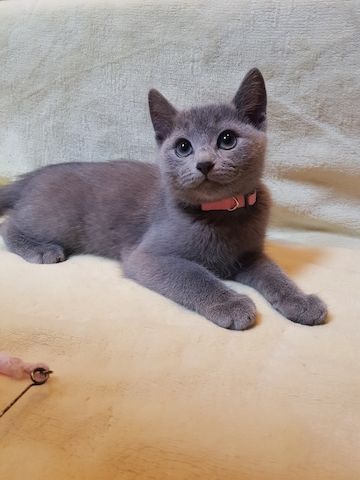 Reinrassige Russisch Blau Kitten abgabebereit