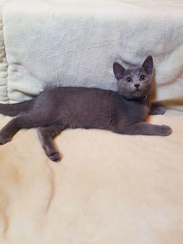 Reinrassige Russisch Blau Kitten abgabebereit