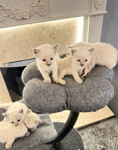 Ragdoll-Kätzchen suchen ein neues Zuhause.