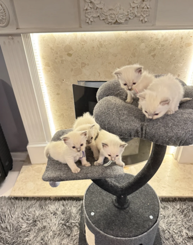 Ragdoll-Kätzchen suchen ein neues Zuhause.
