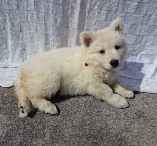 Weiße Deutsche Schäferhund-Welpen suchen ein neues Zuhause.