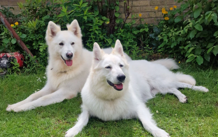 Weiße Deutsche Schäferhund-Welpen suchen ein neues Zuhause.